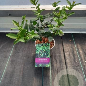 Ligustrum vulg. 'Atrovirens' 20 cm P12