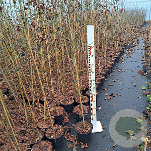 Liquidambar styraciflua 60-80 cm 5,0L