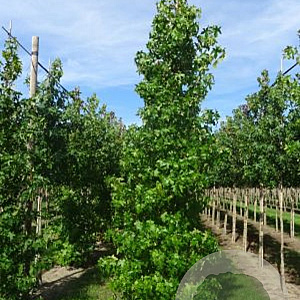 Liquidambar styraciflua 14-16 HO draadkluit geveerd