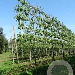 Liquidambar styraciflua 14-16 HO draadkluit lei 180x150 200 cm stam