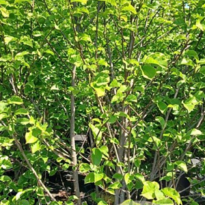Magnolia 'Galaxy' 225-250 cm cont. 90L struik