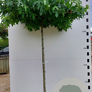 Liquidambar s. 'Worplesdon' 16-18 HO cont. 70L dakvorm 240 VIERKANT