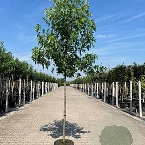 Liquidambar s. 'Worplesdon' 12-14 HO 45L