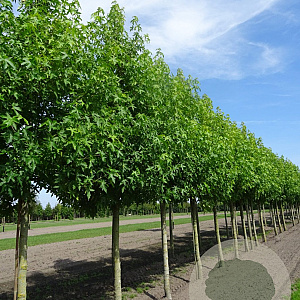 Liquidambar s. 'Worplesdon' 25-30 HO draadkluit 250 cm stam