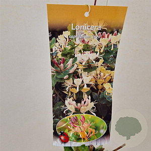 Lonicera capr. 'Inga' 80-85 cm 2,5L