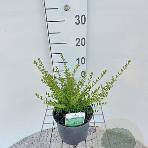 Lonicera nit. 'Elegant' 30-40 cm 2,0L