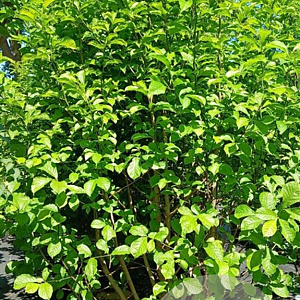 Magnolia kobus 275-300 cm cont. 90L struik