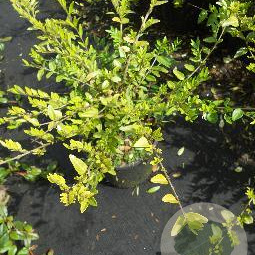 Lonicera pileata 'Moss Green' 30-40 cm C1.5