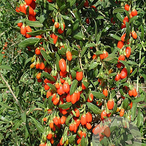 Lycium barbarum 175-200 cm draadkluit struik op Stam
