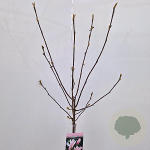 Magnolia 'George Henry Kern' 100 cm stam 5,0L