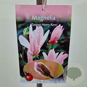 Magnolia 'George Henry Kern' 100 cm stam 5,0L
