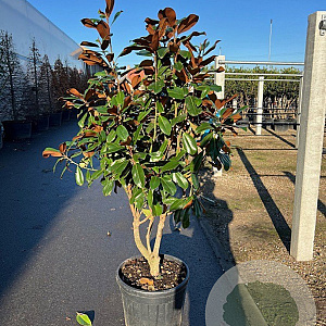 Magnolia grandiflora 125-150 cm 45L meerstammig