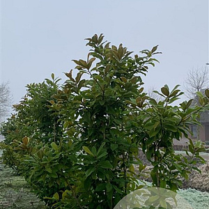 Magnolia grand. 'Galissonnière' 300-350 cm draadkluit meerstammig