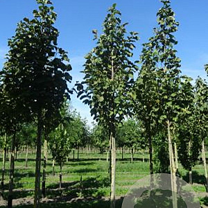 Magnolia 'Heaven Scent' 8-10 HO draadkluit