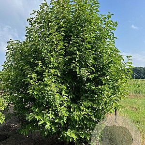 Magnolia kobus 500-550 cm draadkluit struik