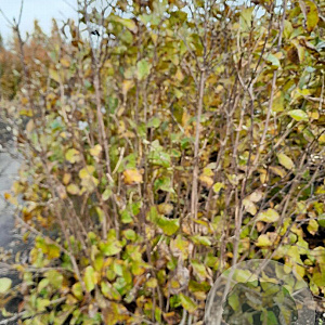 Magnolia l. 'Nigra' 175-200 cm met kluit solitair