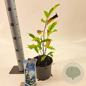 Magnolia soulangeana 40-50 cm 2,0L