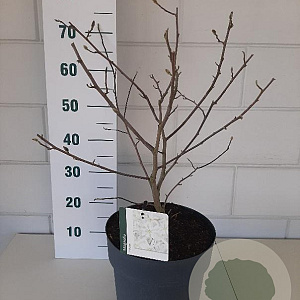 Magnolia stellata 50-60 cm 10L