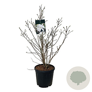 Magnolia stellata 80-100 cm 15L