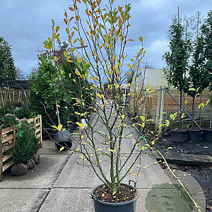 Magnolia st. 'Rosea' 200-250 cm cont. 70L solitair