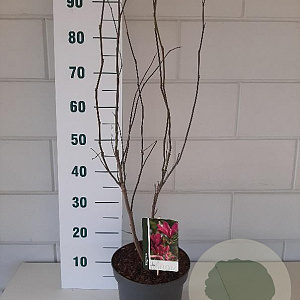 Magnolia 'Susan' 40-50 cm 5,0L