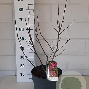 Magnolia 'Susan' 50-60 cm 10L