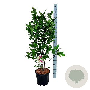 Magnolia 'Susan' 100-125 cm 15L