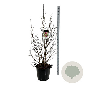 Magnolia 'Susan' 150-175 cm cont. 55L extra