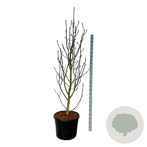 Magnolia 'Venus' 225-250 cm cont. 90L Pir. op stam extra