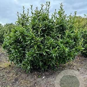 Mahoberberis 'Dart's Desire' 125-150 cm met kluit struik