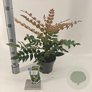Mahonia media 'Winter Sun' 25-30 cm 2,0L
