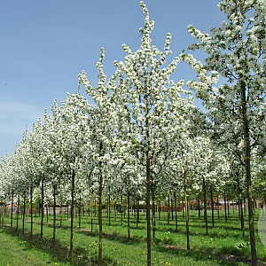 Malus baccata 'Street Parade' 30-35 HO draadkluit 250 cm stam