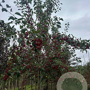 Malus 'Braendkjaer' 14-16 HO draadkluit