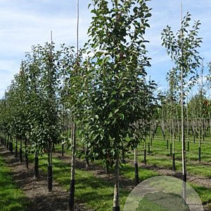 Malus 'Evereste' 12-14 HO draadkluit geveerd 3 X verplant