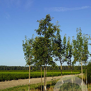 Malus hupehensis 'Arie Mauritz' 14-16 HO draadkluit