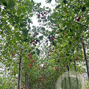 Malus 'Hyslop' 12-14 HO draadkluit