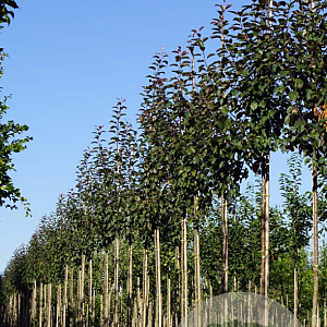 Malus 'Mokum' 12-14 HO draadkluit