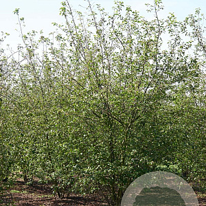 Malus 'Professor Sprenger' 400-450 cm draadkluit meerstammig