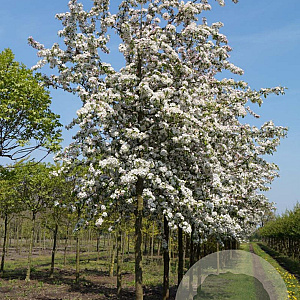 Malus 'Professor Sprenger' 25-30 HO draadkluit 250 cm stam