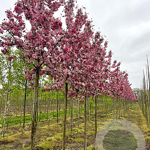 Malus 'Profusion' 12-14 HO draadkluit 250 cm stam