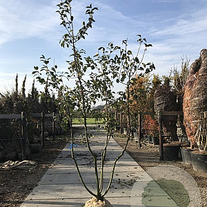 Malus 'Red Sentinel' 150-175 cm draadkluit meerstammig 80-100 breed