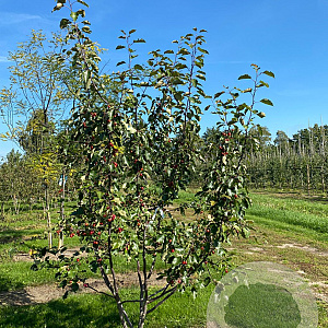 Malus 'Rudolph' 300-350 cm draadkluit meerstammig