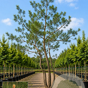 Malus sylvestris 600-700 cm draadkluit meerstammig