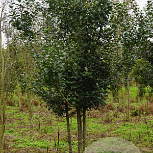 Malus sylvestris 600-700 cm draadkluit meerstammig