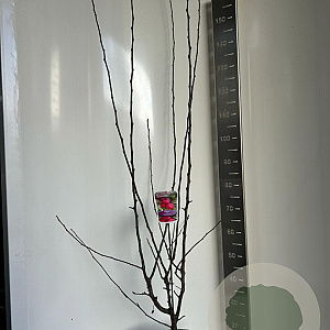 Malus trans. Appletini 100-120 cm 10L
