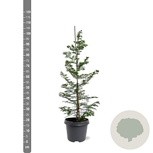 Metasequoia glyptostroboides 80-100 cm 5,0L