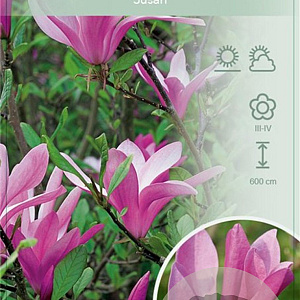 Magnolia 'Susan' 80-100 cm 15L