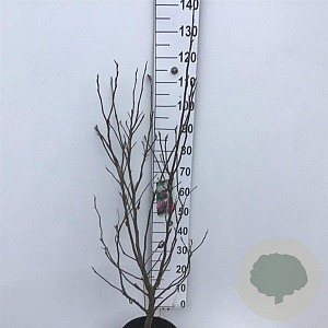 Magnolia 'Susan' 80-100 cm 15L