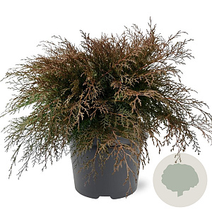 Microbiota decussata 40-50 cm 5,0L