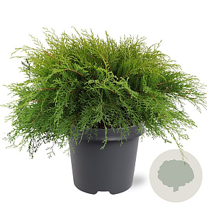 Microbiota decussata 40-50 cm 5,0L